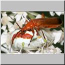 Misumena vatia - Veraenderliche Krabbenspinne 04.jpg